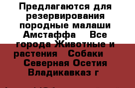 Предлагаются для резервирования породные малаши Амстаффа  - Все города Животные и растения » Собаки   . Северная Осетия,Владикавказ г.